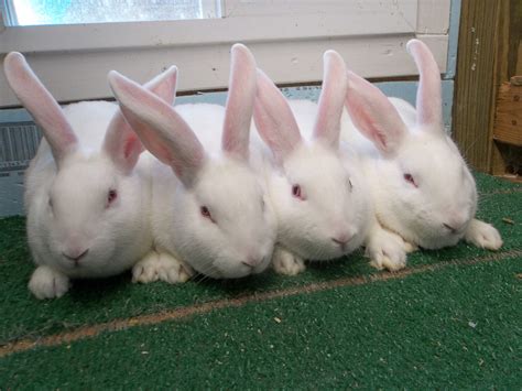 Bunny breeders near me - Pedigree Flemish giants of breeding quality can cost between $50 and $100. Breeders will charge different rates based on reputation, competitive cost, rabbit quality, and breeding potential. In addition to breeders that produce quality Flemish giants, there are other options, too.